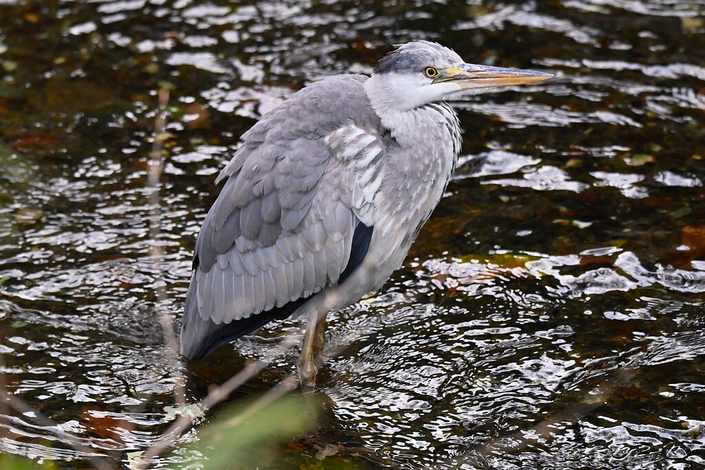 Ｋ川中流域・寒そうなアオサギ