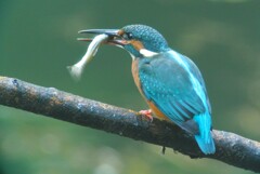カワセミ♀若鳥 .