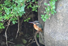 K川・カワセミ♀若クコの花の下で・・