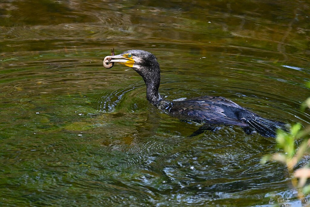 Ｋ川中流域・ドジョウを捕ったカワウ