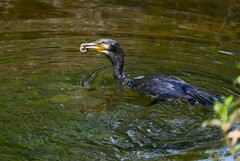 Ｋ川中流域・ドジョウを捕ったカワウ