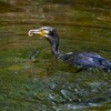Ｋ川中流域・ドジョウを捕ったカワウ