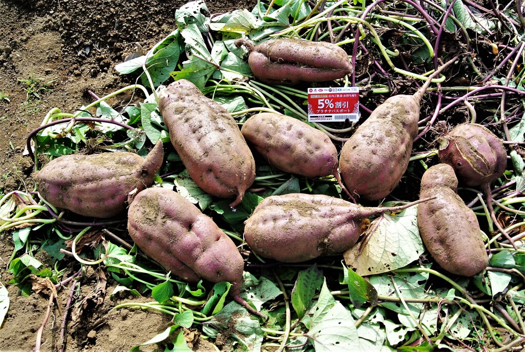 カードと大きさ比べ