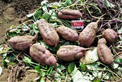 カードと大きさ比べ