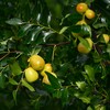 用水路・熟しかけたナツメ