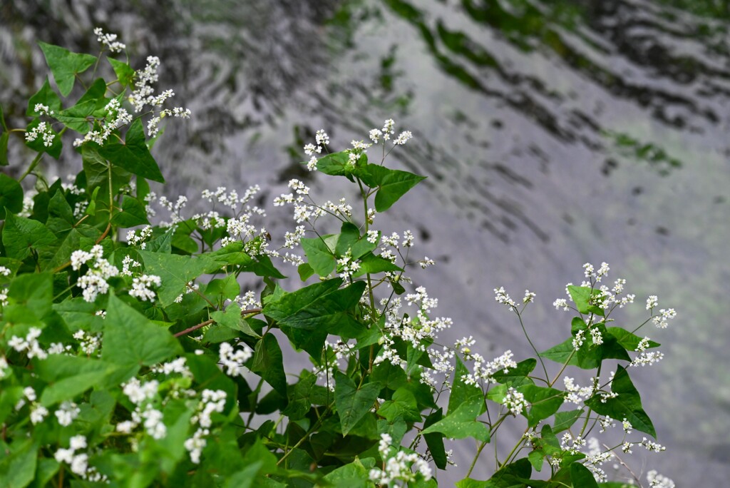 都内S川・シャクチリソバの花