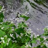 都内S川・シャクチリソバの花