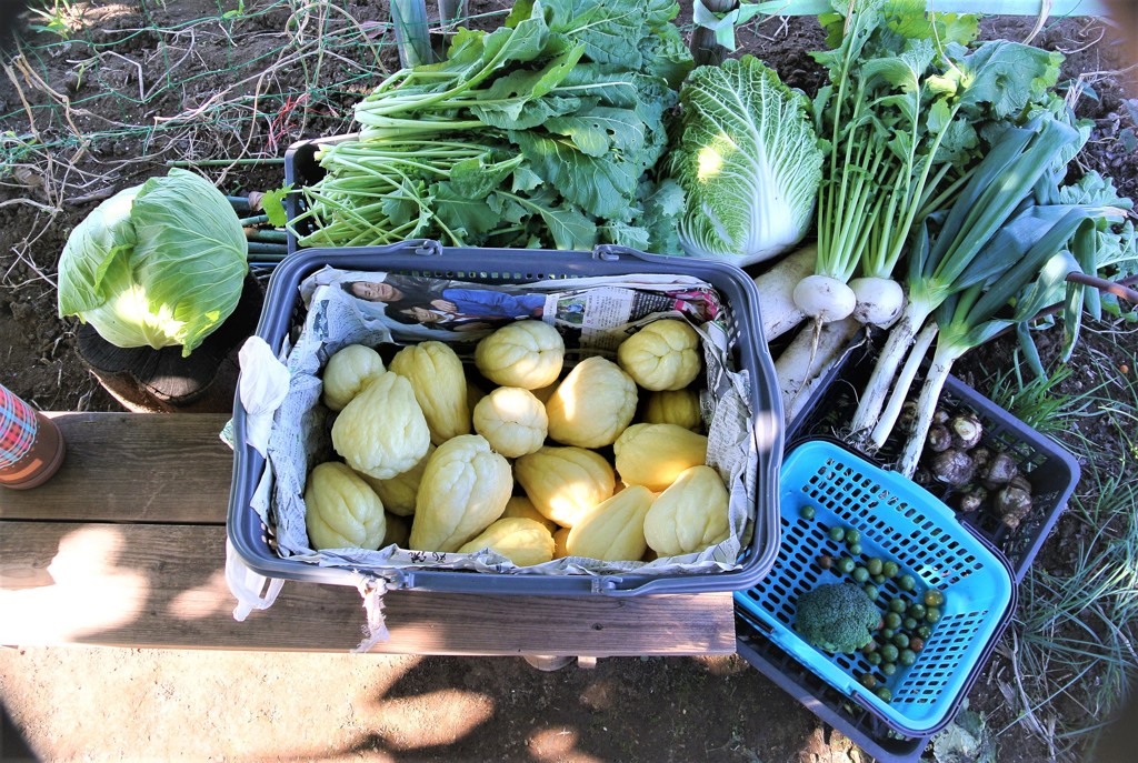 菜園収穫11月23日
