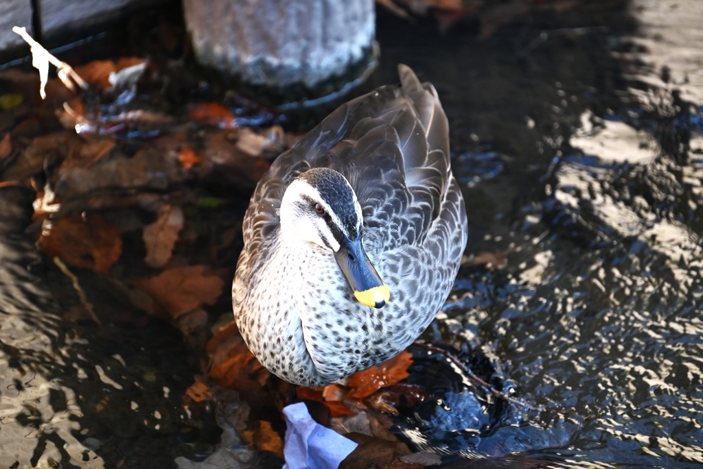 用水路・カルガモ