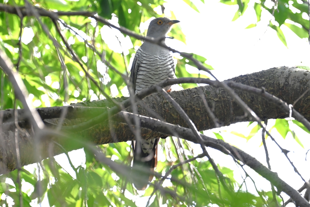 菜園・カッコウ、木止まりA