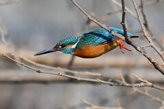 K川中流域・カワセミ♂飛び出した！