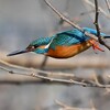 K川中流域・カワセミ♂飛び出した！