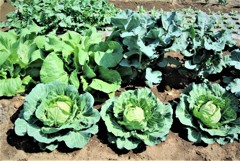 キャベツ・ハクサイ・ブロッコリー