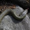 用水路・いつもの石垣に棲むアオダイショウ 