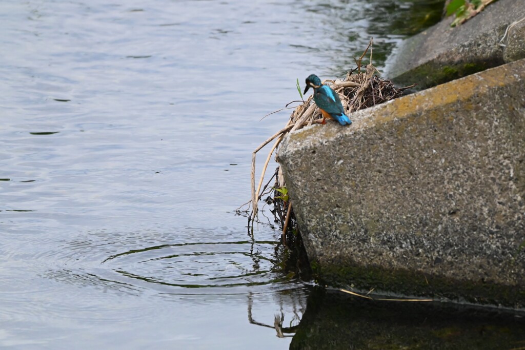 K川下流域・悔しい！！カワセミ♂若・・