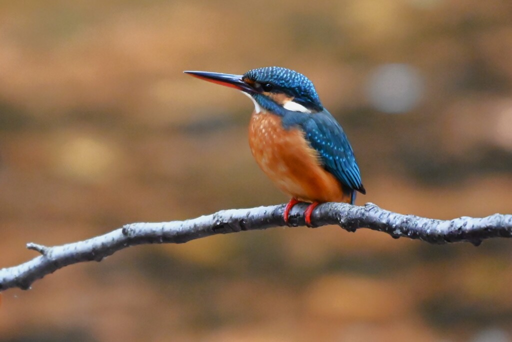 都内公園・カワセミ♀若