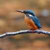 都内公園・カワセミ♀若