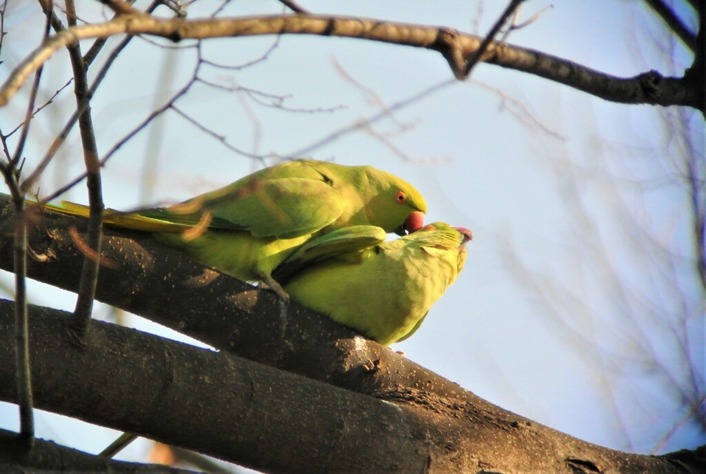 ワカケホンセイインコ交尾直前 By 黒鯛ちゃん Id 写真共有サイト Photohito