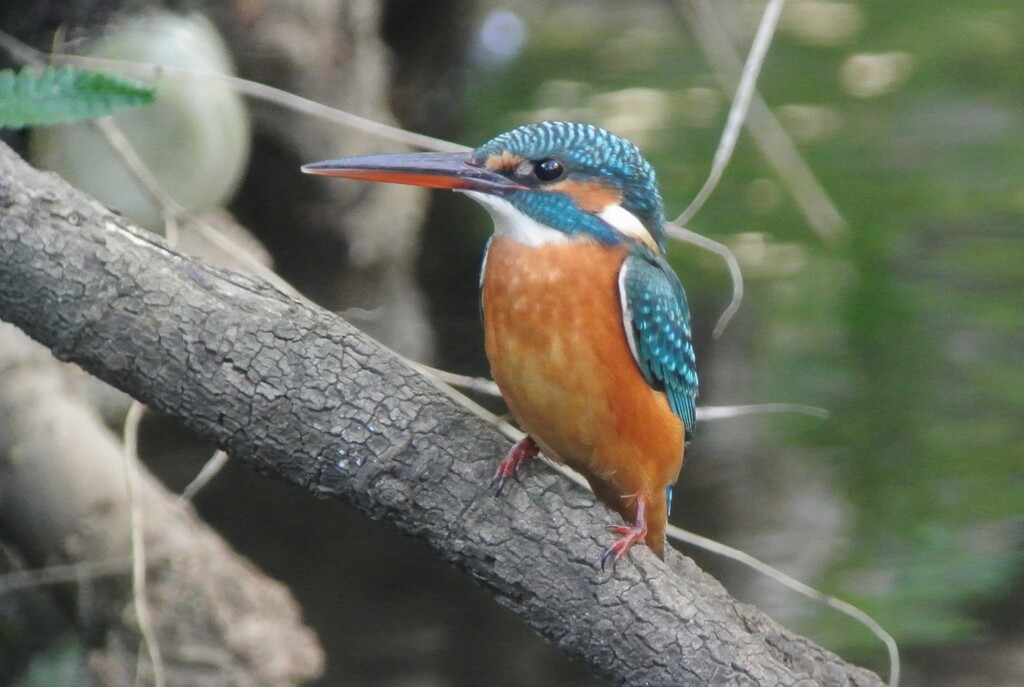 カワセミ♀若鳥