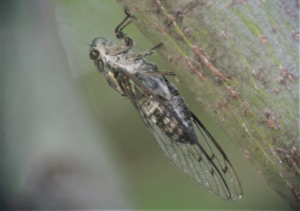 ツクツクボウシ