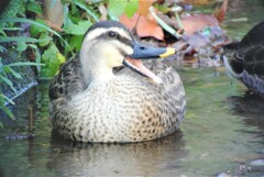 あくびをするカルガモ