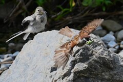 K川中流域・スズメとハクセキレイのダブル捕食