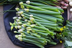 菜園・シモニタネギ坊主