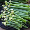 菜園・シモニタネギ坊主