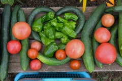 菜園・6月、ピーマン、トマト、キュウリ収穫