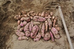 菜園・サツマイモ堀（10月22日）