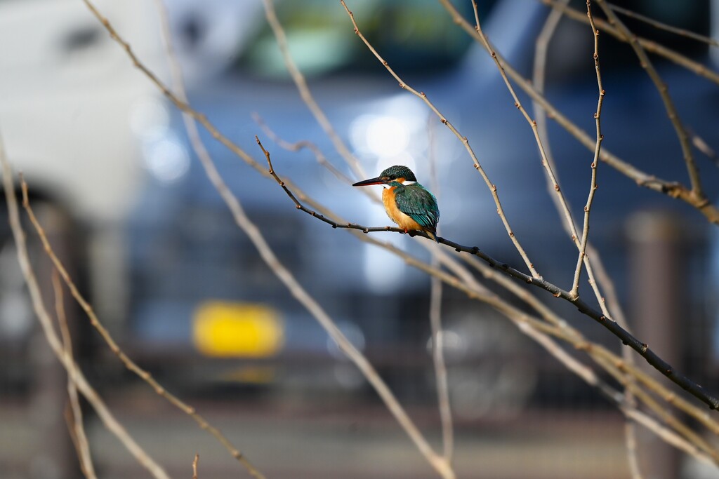 K川上流域・カワセミ♀