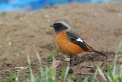 やっと菜園にも採食のジョウビタキ♂ 