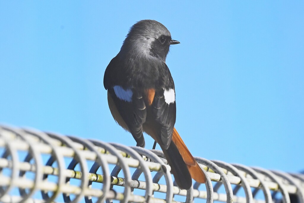 K川下流域・逆光のジョウビタキ♂