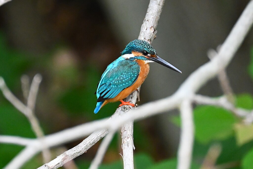 都内公園・カワセミ♂
