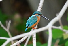 都内公園・カワセミ♂