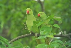 ワカケホンセイインコ