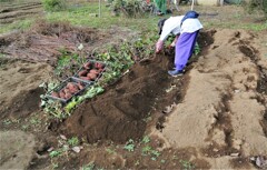 芋ほり風景