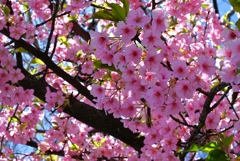 用水路・河津桜
