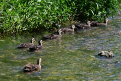 K川下流域・カルガモ6羽のひな親子