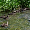 K川下流域・カルガモ6羽のひな親子