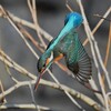 K川中流域・カワセミ♀ダイビング