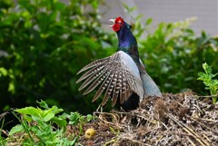 菜園・キジ♂ホロ打ち軽い羽ばたき（二回目）