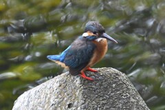 K川・子育て後のカワセミ♀ 
