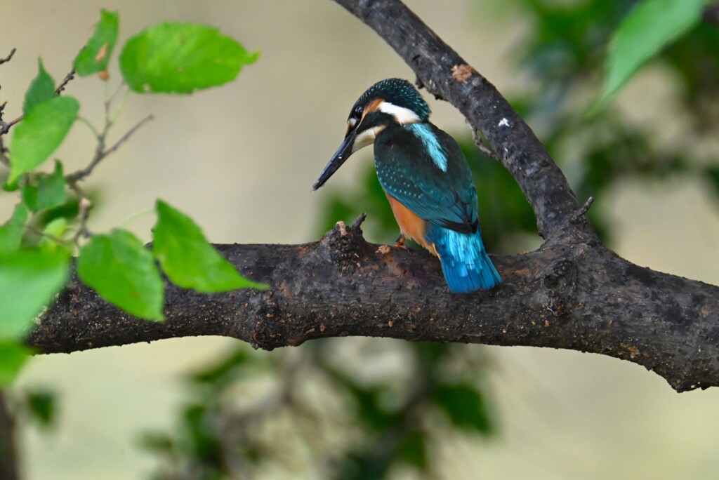 K川・魚を落としたカワセミ♂若 