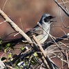 菜園野鳥・ガングロガビチョウの叫び