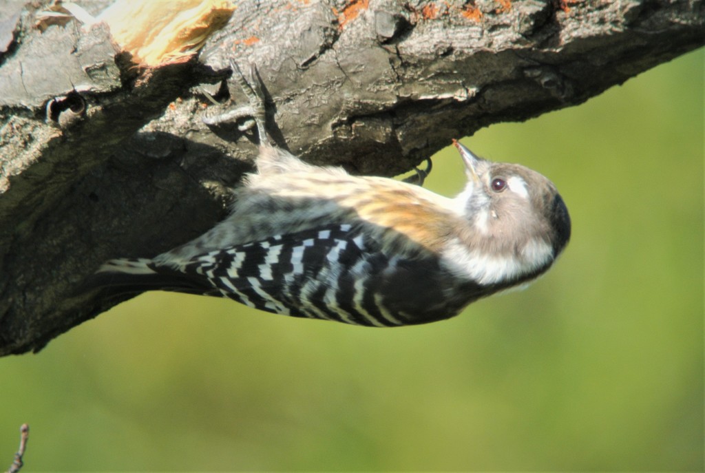 コゲラ♀