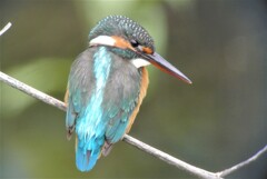 カワセミ♀
