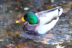 用水路・一人ぽっちのマガモ♂