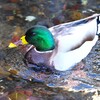 用水路・一人ぽっちのマガモ♂