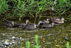Ｋ川中流域・6羽のカルガモひなとお母さん